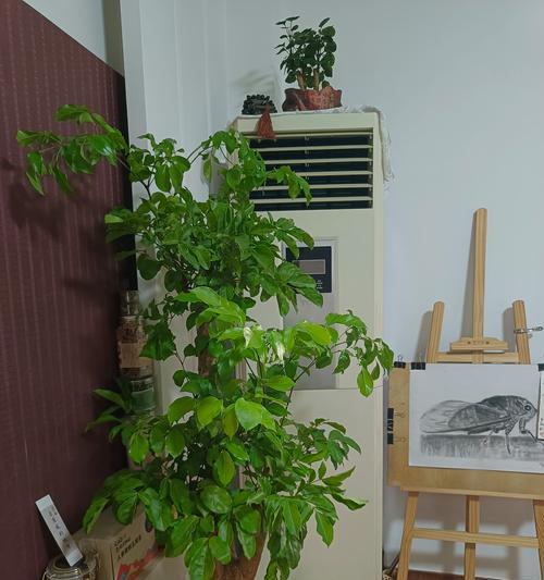 平安树换盆后应该如何护理？有哪些注意事项？