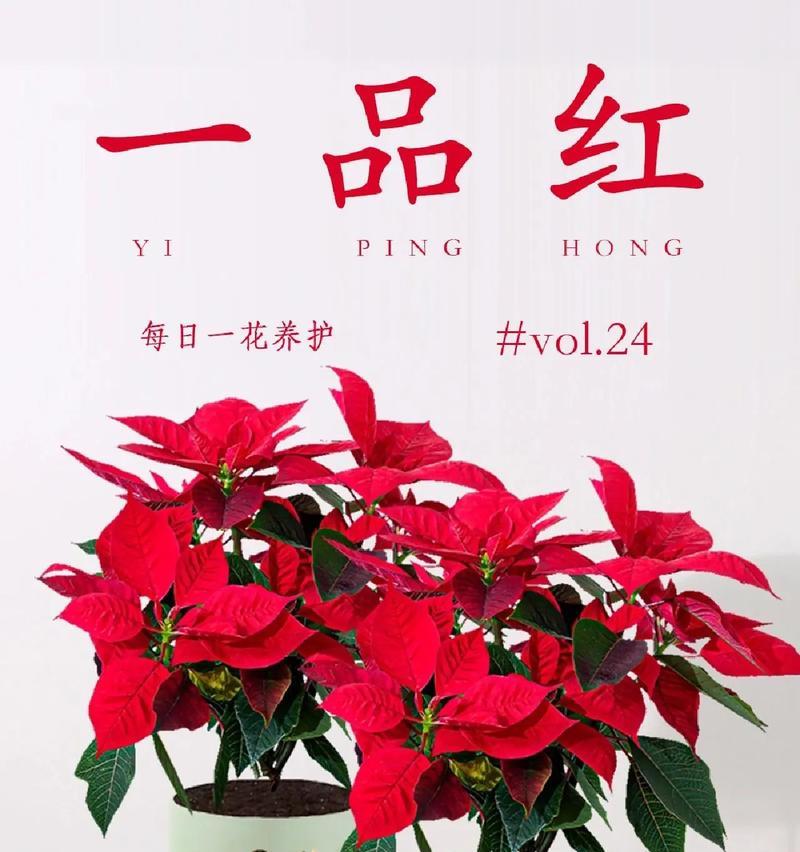 一品红怎么养殖方法？养殖过程中应注意什么？