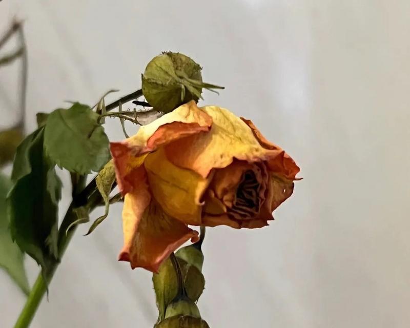 玫瑰花发黑枯萎的原因是什么？如何挽救发黑枯萎的玫瑰花？
