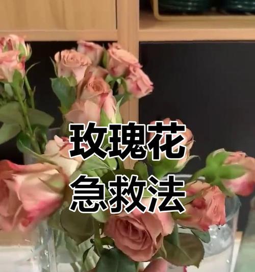 玫瑰花发黑枯萎的原因是什么？如何挽救发黑枯萎的玫瑰花？