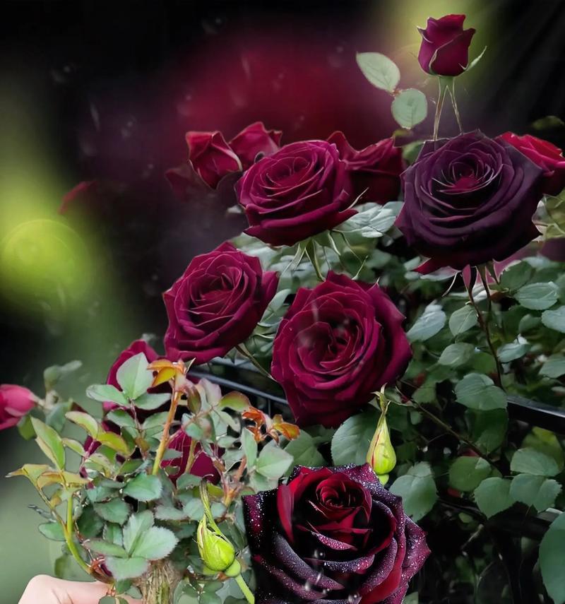 玫瑰花发黑枯萎的原因是什么？如何挽救发黑枯萎的玫瑰花？