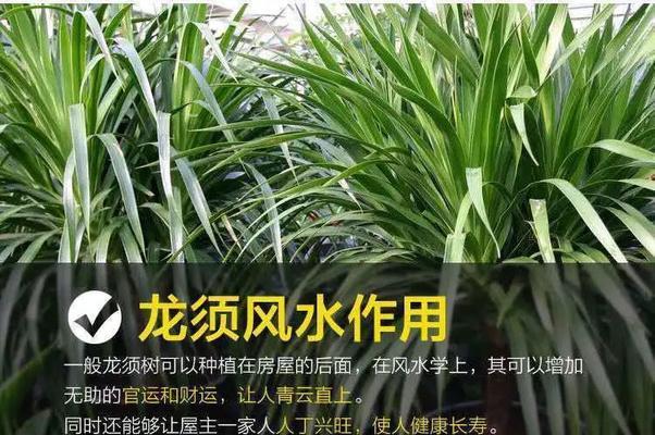 龙须的养殖方法有哪些？