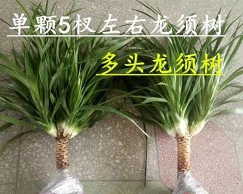 龙须的养殖方法有哪些？