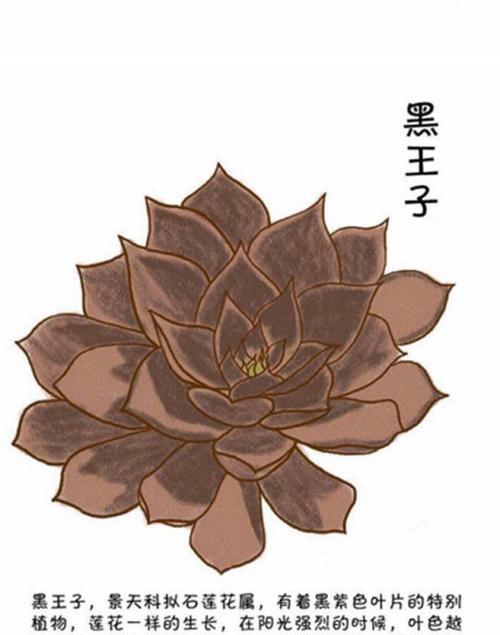 黑王子掉叶子是什么原因？如何有效处理？