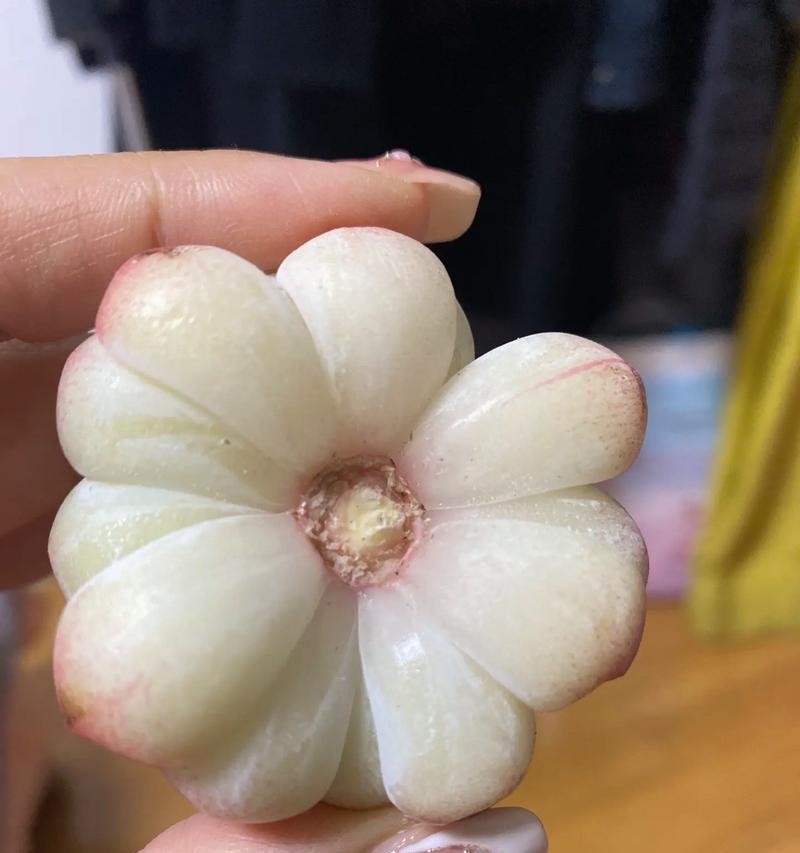 肉质根植物的养护技巧有哪些？如何保持肉质根植物健康？