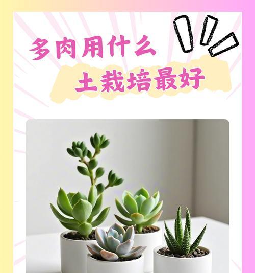 肉质根植物的养护技巧有哪些？如何保持肉质根植物健康？