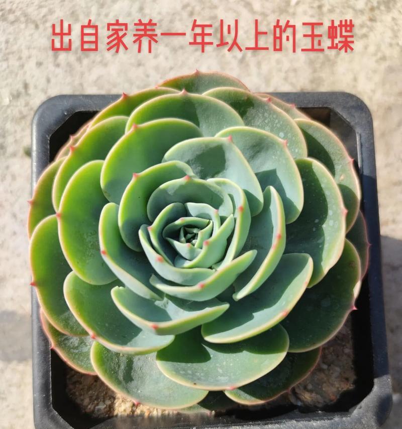 玉蝶适合哪种土壤？如何正确选择？