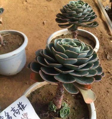 玉蝶适合哪种土壤？如何正确选择？