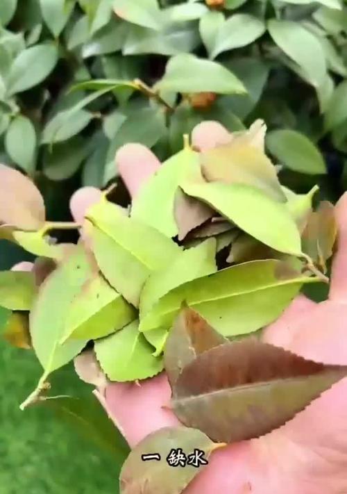 山茶花落叶常见原因有哪些？如何预防和解决？