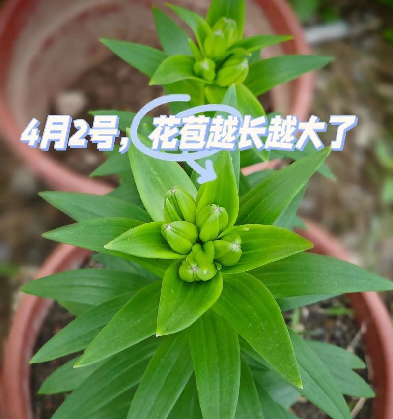 百合花根怎么种植？种植过程中需要注意什么？