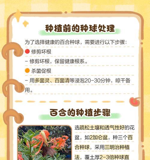 百合花根怎么种植？种植过程中需要注意什么？
