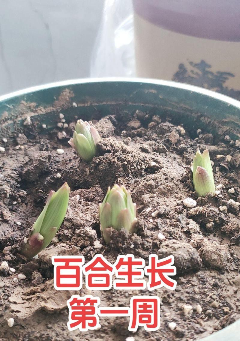 百合花根怎么种植？种植过程中需要注意什么？