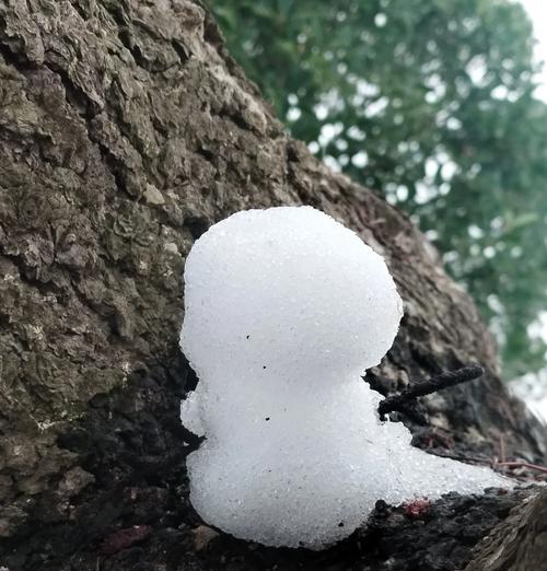 雪松繁殖方法有哪些？