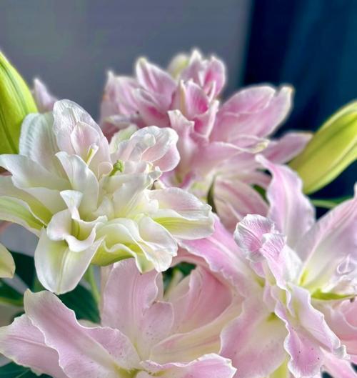 百合花什么时候种？种植百合花的最佳季节是什么时候？
