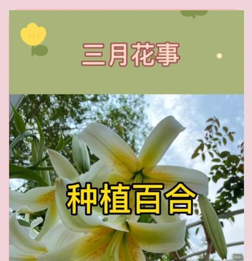 百合花什么时候种？种植百合花的最佳季节是什么时候？