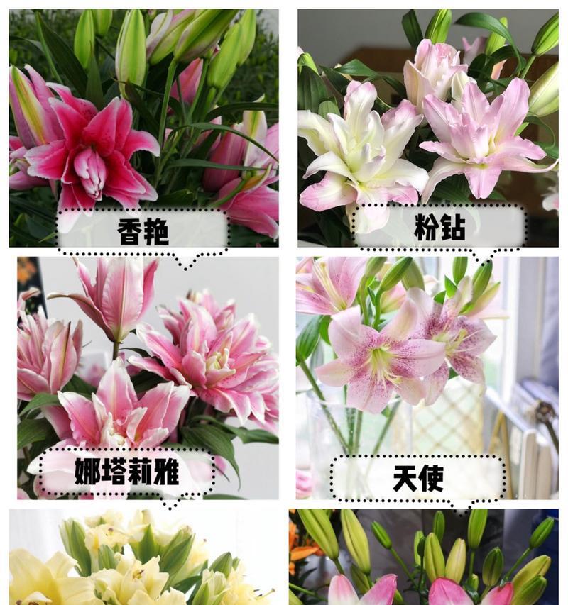 百合花什么时候种？种植百合花的最佳季节是什么时候？