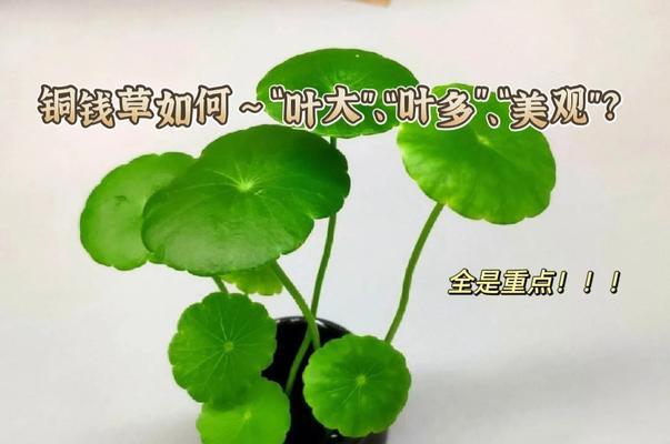 铜钱草的养殖技巧是什么？养殖过程中应注意什么？
