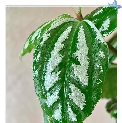冷水花的养殖技巧有哪些？如何保持其健康生长？