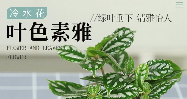 冷水花的养殖技巧有哪些？如何保持其健康生长？