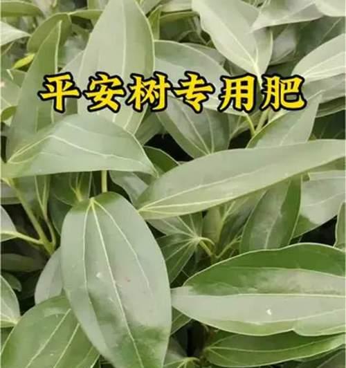 平安树落叶是什么原因？如何防止平安树落叶？