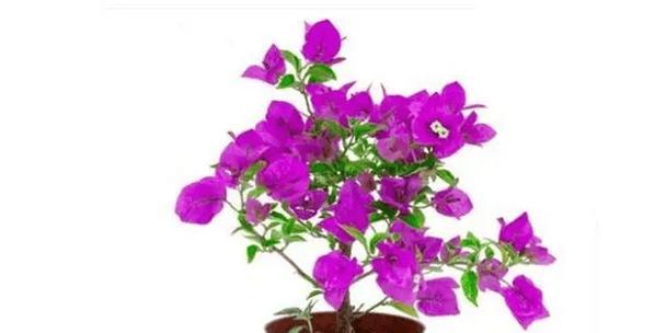 春季适合种植哪些花卉？如何选择合适的品种？