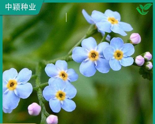 勿忘我种子播种的最佳方法是什么？