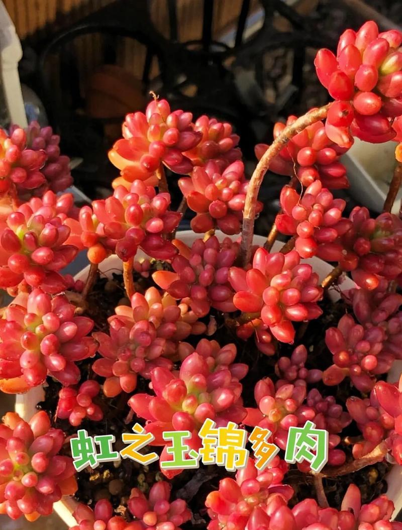 虹之玉锦变红的秘诀是什么？如何保持其鲜艳的颜色？
