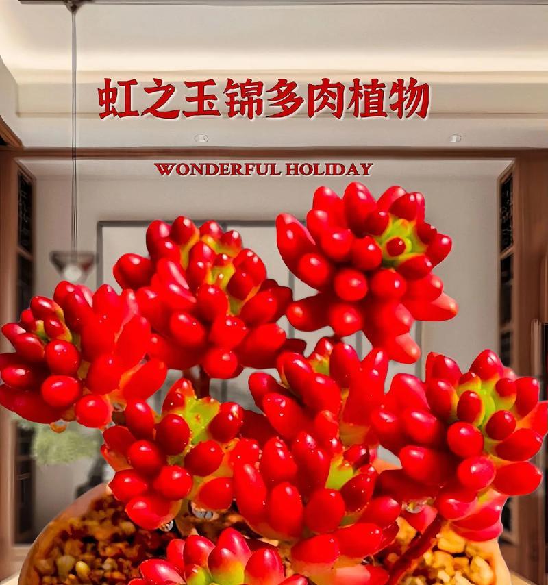 虹之玉锦变红的秘诀是什么？如何保持其鲜艳的颜色？