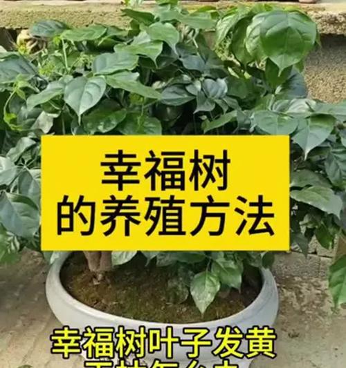 幸福树的正确养护方法有哪些？