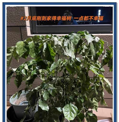 幸福树的正确养护方法有哪些？