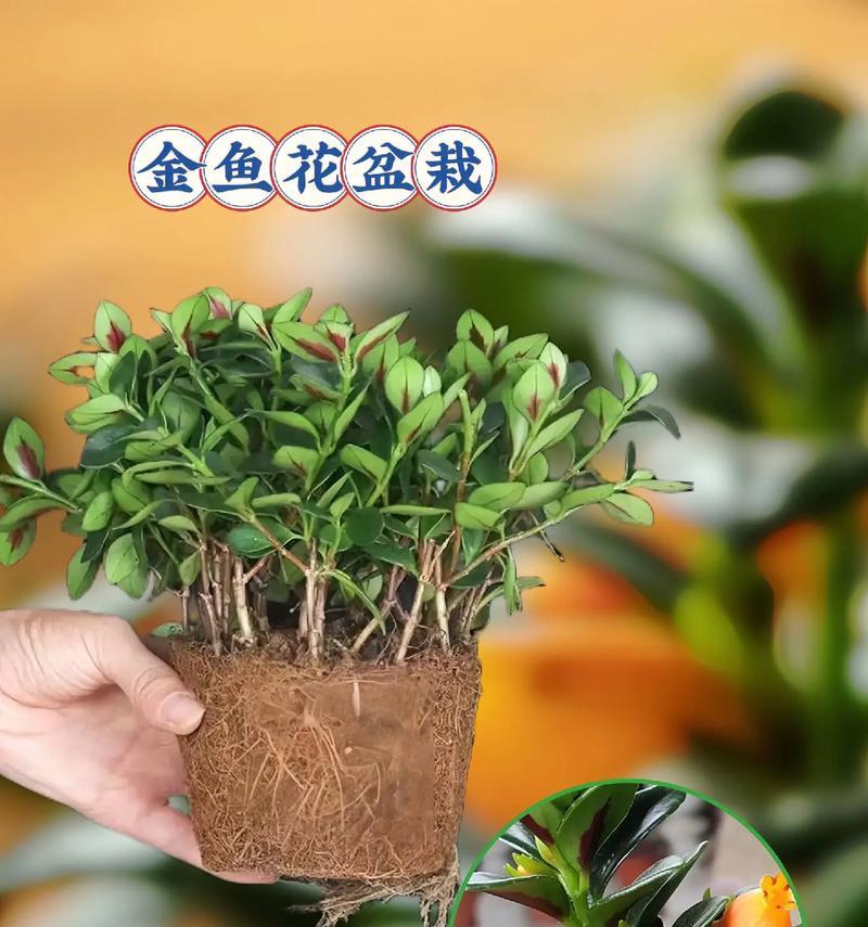 金鱼花怎么扦插？扦插过程中需要注意什么？