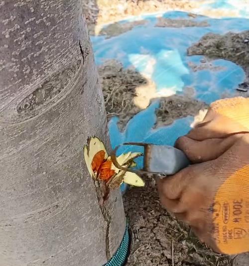 果树枯萎的原因是什么？如何有效预防和处理果树枯萎病？