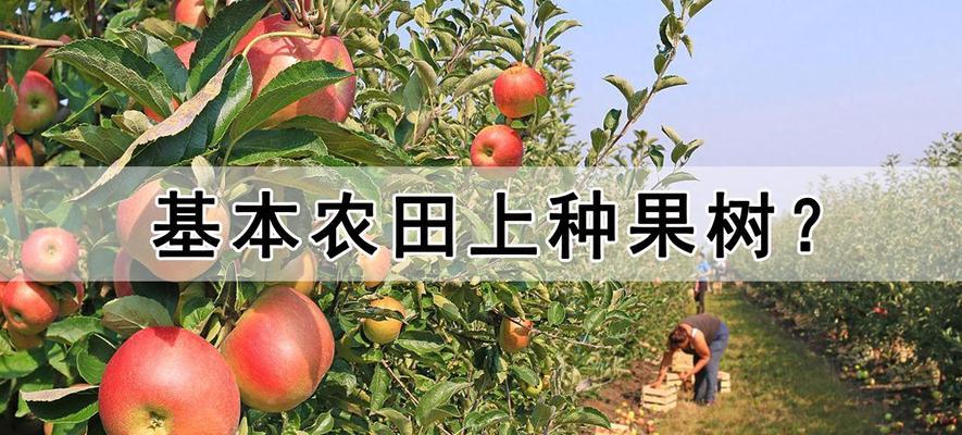 果树枯萎的原因是什么？如何有效预防和处理果树枯萎病？