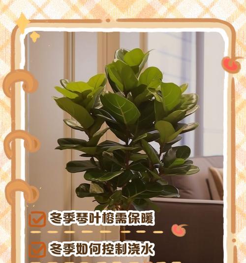 琴叶榕的养殖技巧是什么？