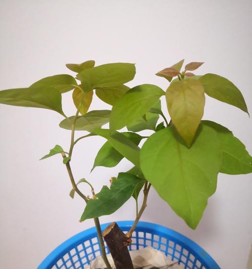海棠修剪的最佳时机是什么时候？如何修剪才能促进其生长？