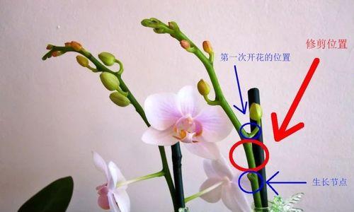 海棠修剪的最佳时机是什么时候？如何修剪才能促进其生长？