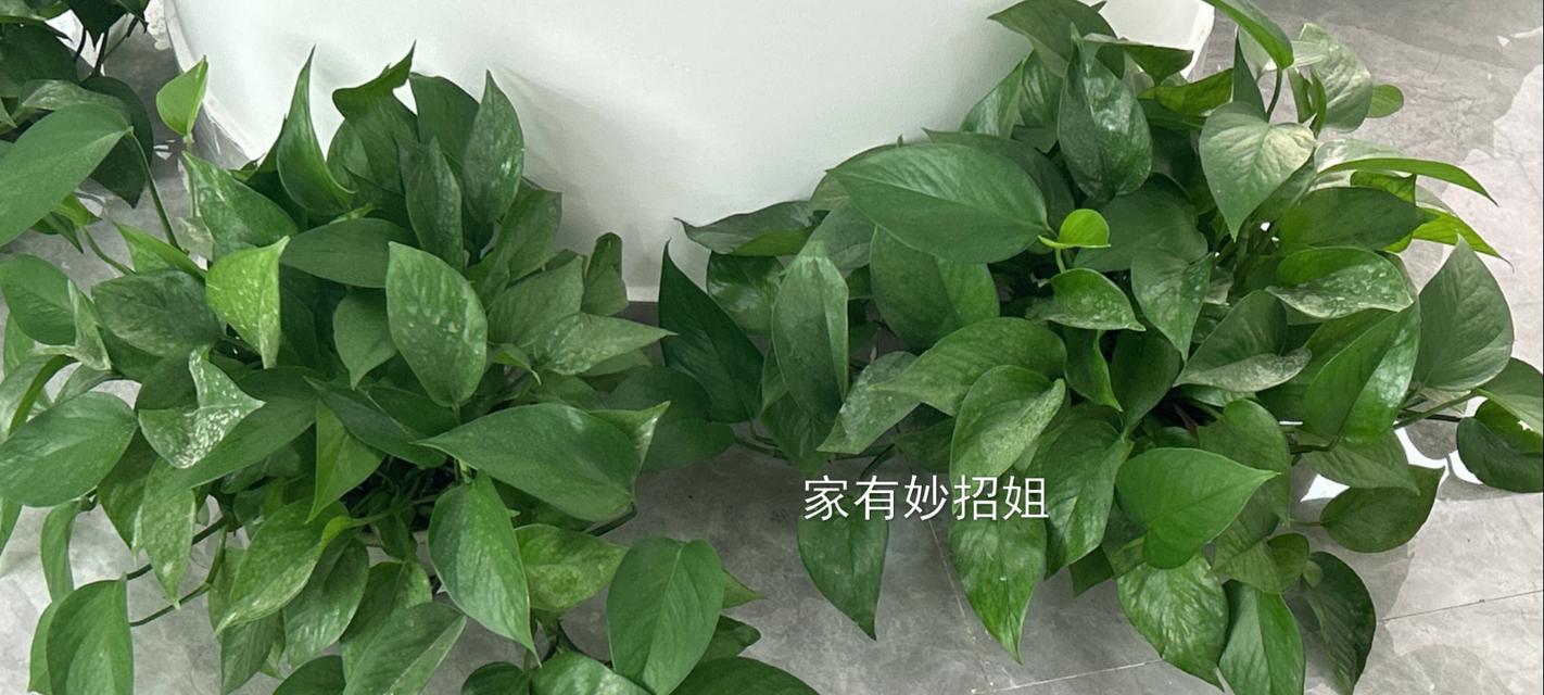 绿萝的正确栽种方法是什么？如何栽种绿萝？