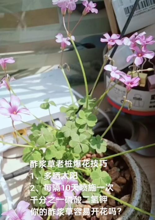 紫浆草繁殖方法有哪些？
