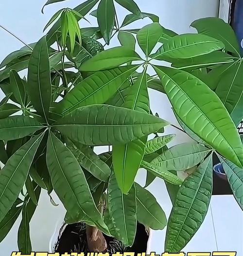 发财树烂根怎么办？如何处理烂根问题？