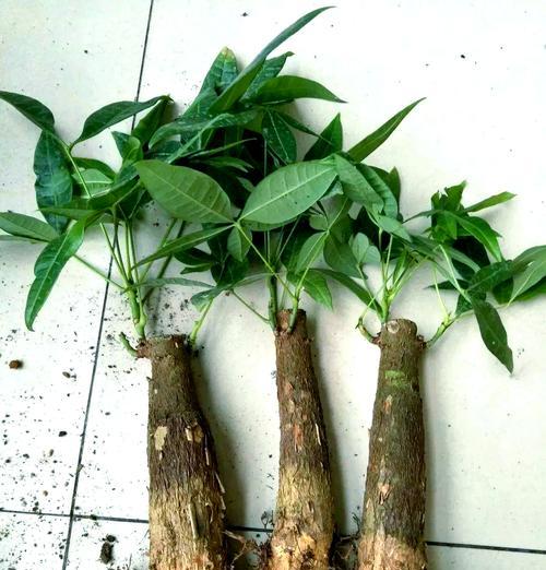 发财树烂根怎么办？如何处理烂根问题？