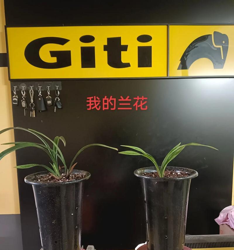 兰花花后如何养护？有哪些注意事项？