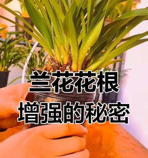 兰花花后如何养护？有哪些注意事项？