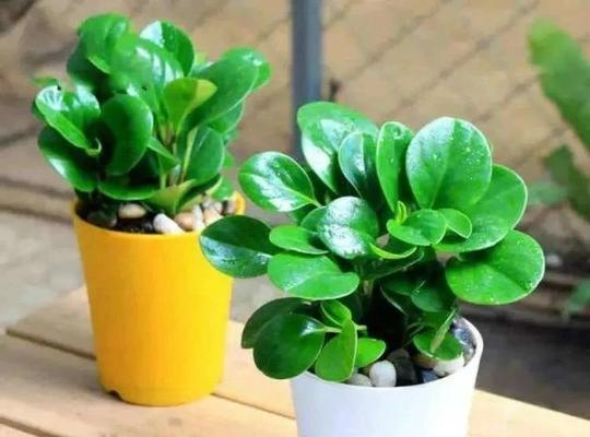 碧玉植物的养护方法是什么？怎样才能养出碧玉的光泽？