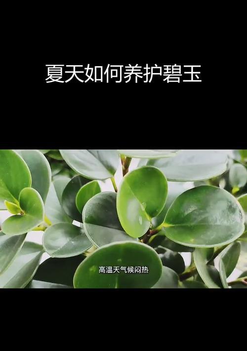 碧玉植物的养护方法是什么？怎样才能养出碧玉的光泽？