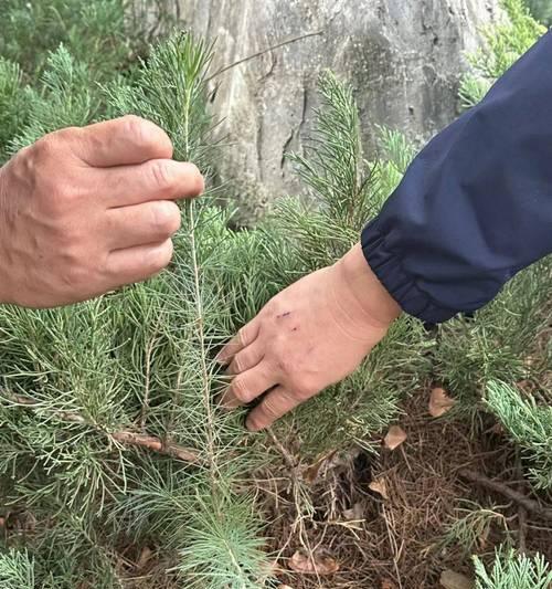 雪松种植需要注意什么？怎样才能成功种植？