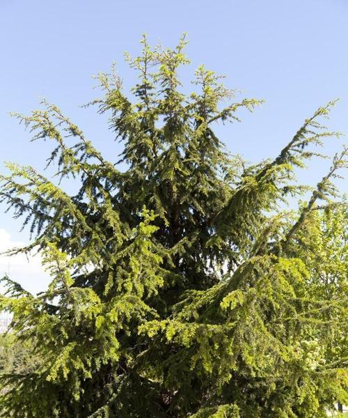 雪松种植需要注意什么？怎样才能成功种植？