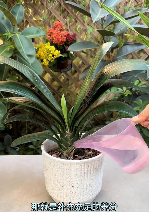 君子兰的开花季节是什么时候？君子兰如何养护以促进开花？