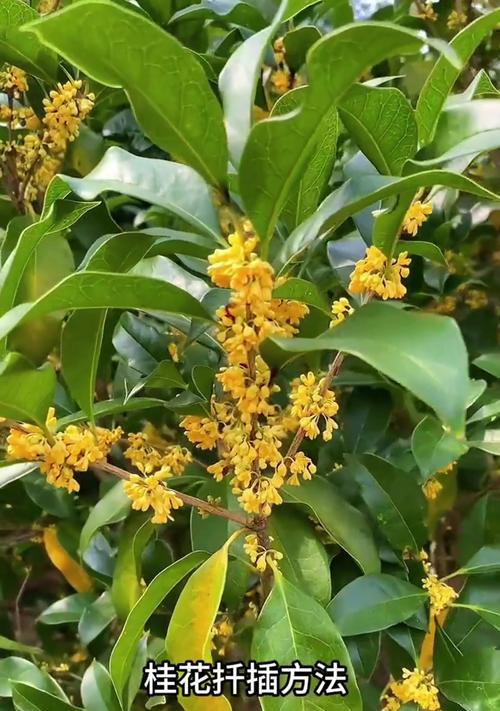 桂花扦插的成功秘诀是什么？需要哪些步骤？
