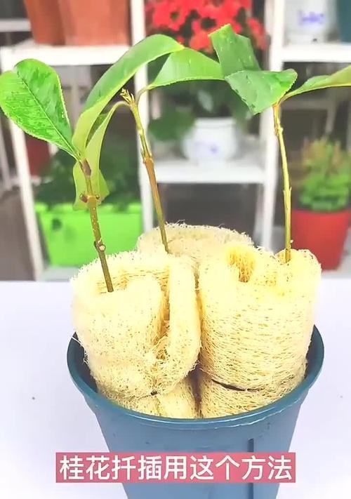 桂花扦插的成功秘诀是什么？需要哪些步骤？