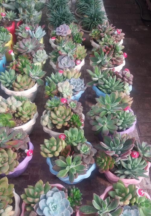 租植物的费用如何计算？租植物价格处理的常见问题有哪些？